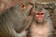 Monkey Screat.jpg